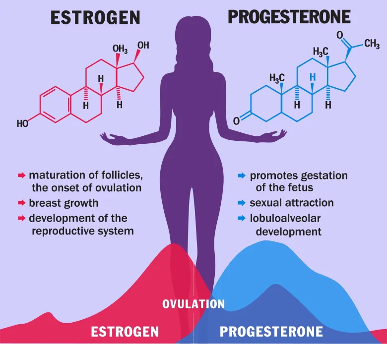 Does Progesterone Increase Sex Drive